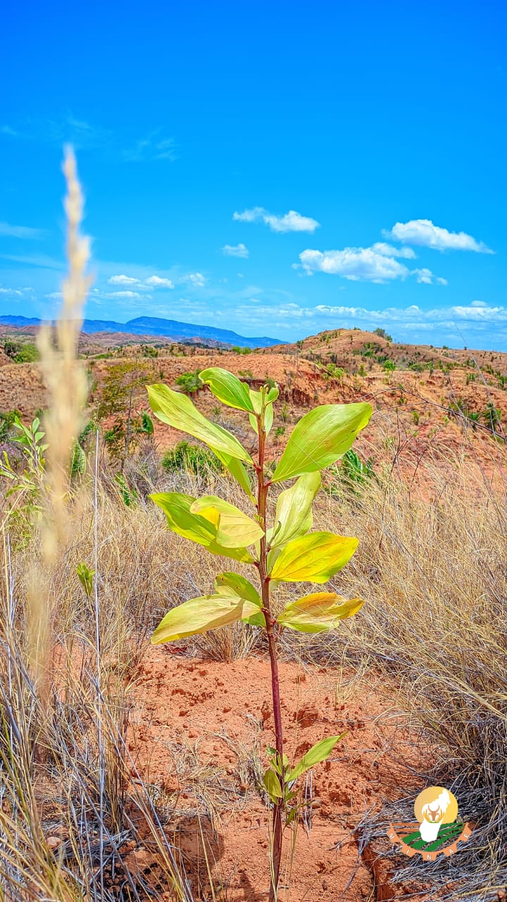 Actualisation Strat gie Version SIGMP RIZPLUS Minist re De L 